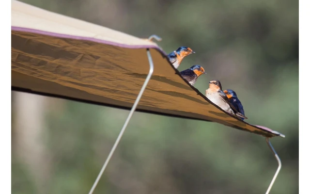 Gordigear Dachzelt Für 2 Personen Mit Staufläche 140 X 240 Cm Grün 6 Gordigear Dachzelt Für 2 Personen Mit Staufläche 140 X 240 Cm Grün – Bild 4